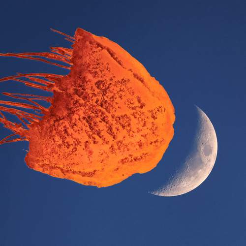 Имбирное затмение луны