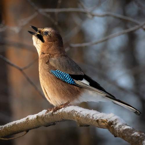 Фотография #13150161