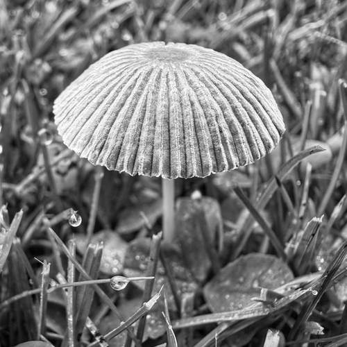 Umbrella