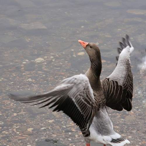Photo #13150396