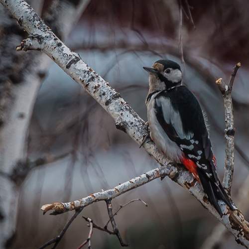Photo #13150486
