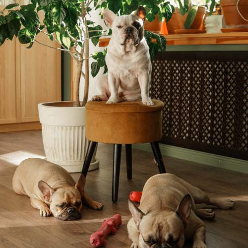 Photo #13150649