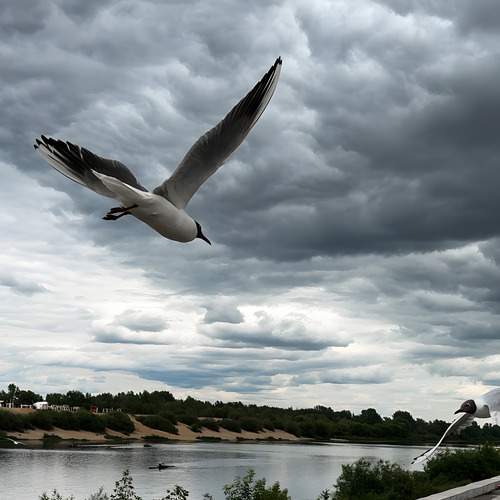 Photo #13151346