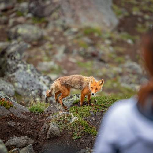 Фотография #13151361