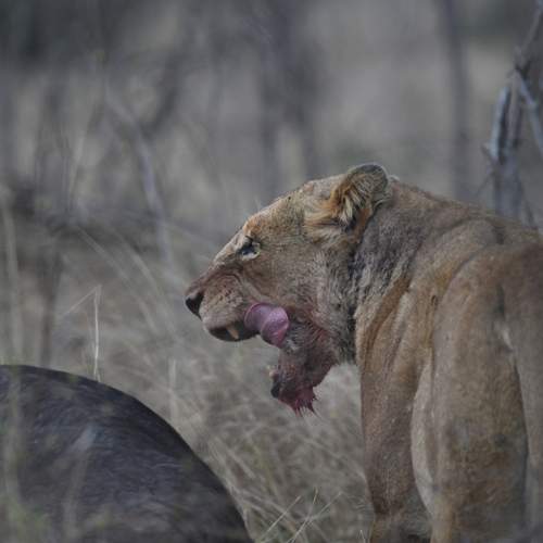 Photo #13151363