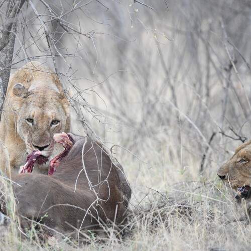 Photo #13151375