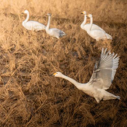 Photo #13151610