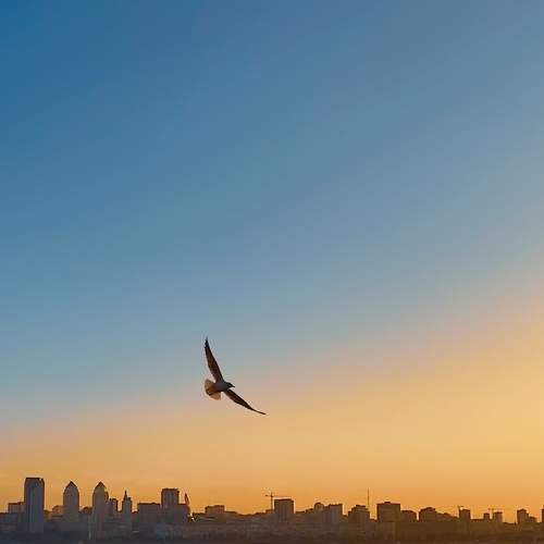 Photo #13151759