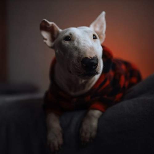 Photo #13151767