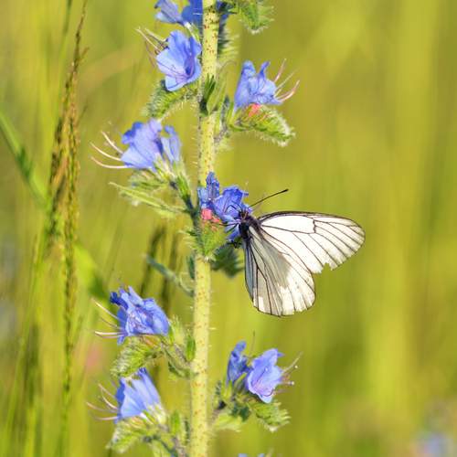 Фотография #13152399