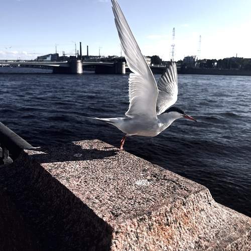 Photo #13152401