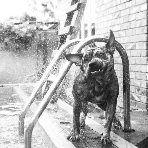 Photo #13152903