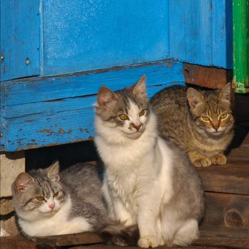 Photo #13153050