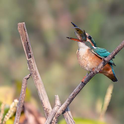 Common Kingfisher