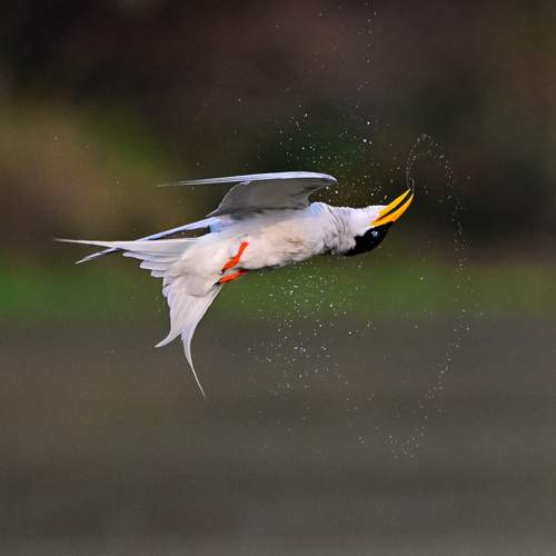 Photo #13153375