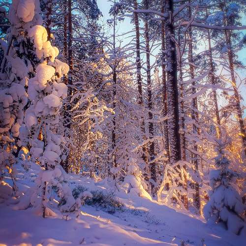 Photo #13153530