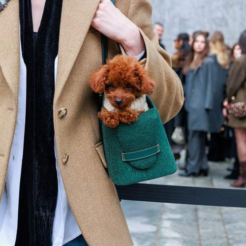 Фотография #13154258