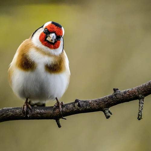 Photo #13154371