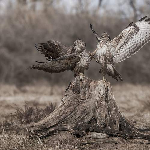 Photo #13154372