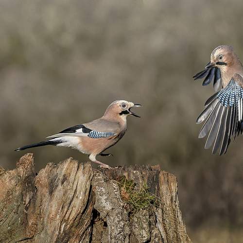 Photo #13154373