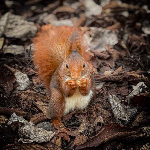 Photo #13154474