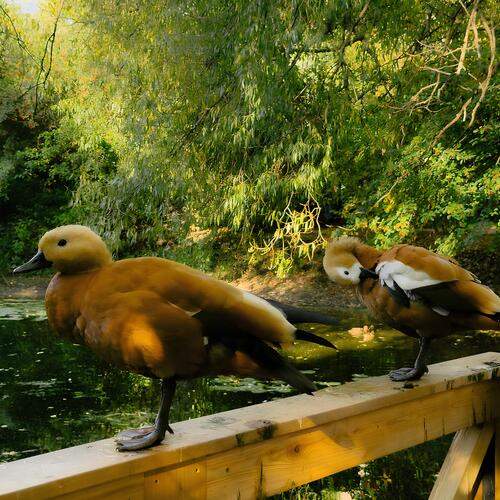 Photo #13154624