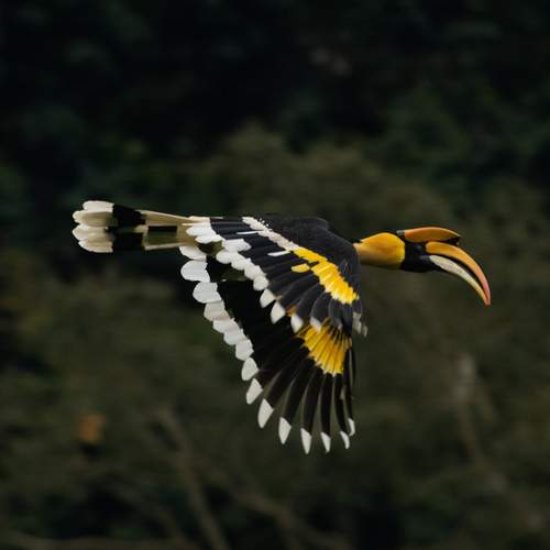 Crown of Gold, Wings of Thunder