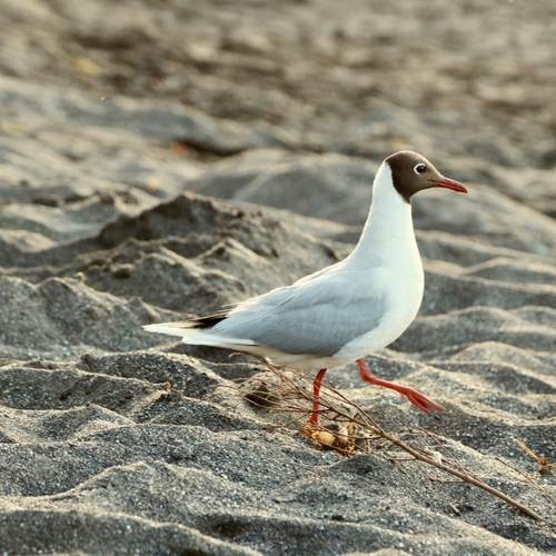 Photo #13155140