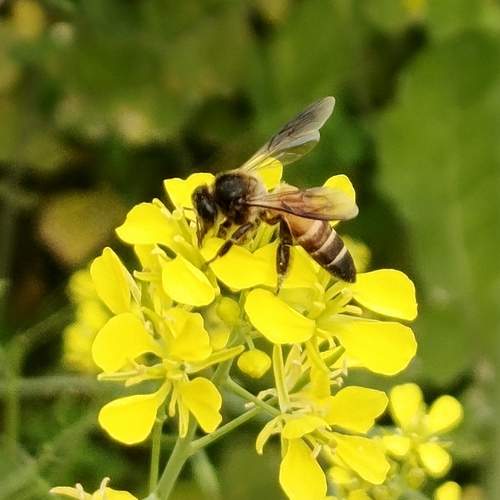 Bee on a Flower