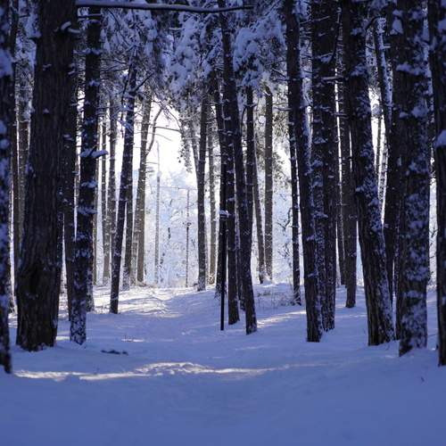 Photo #13156074