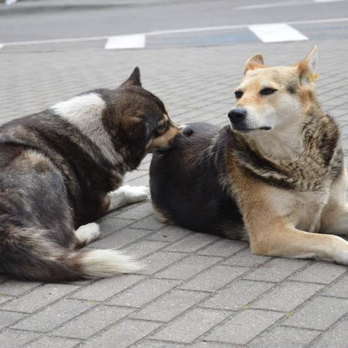Photo #13156221