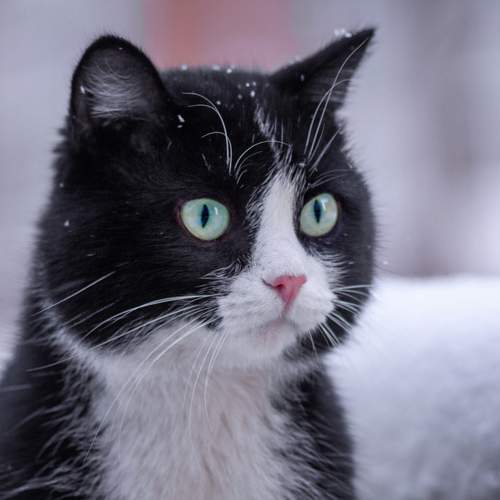 Photo #13156267