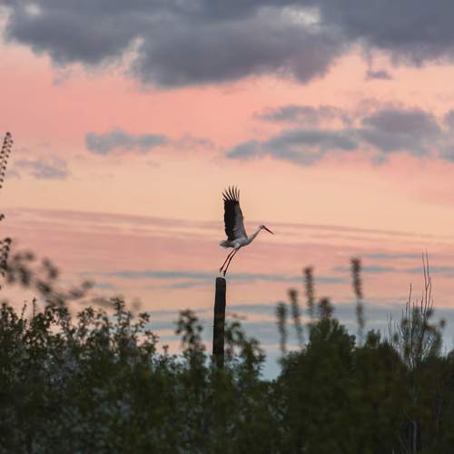Photo #13157036