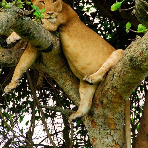 Tree climbing lion in Uganda