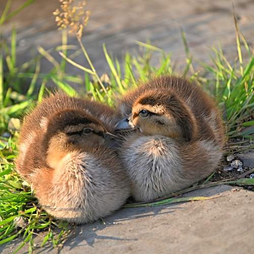 Photo #13157737