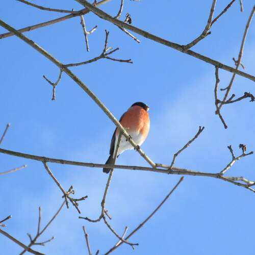 Photo #13158211