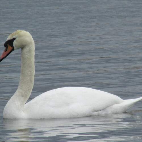 Photo #13158246