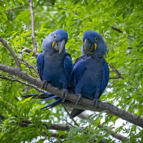 Blue macaws resting.