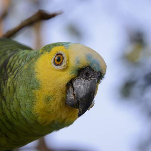 A beautiful parrot.