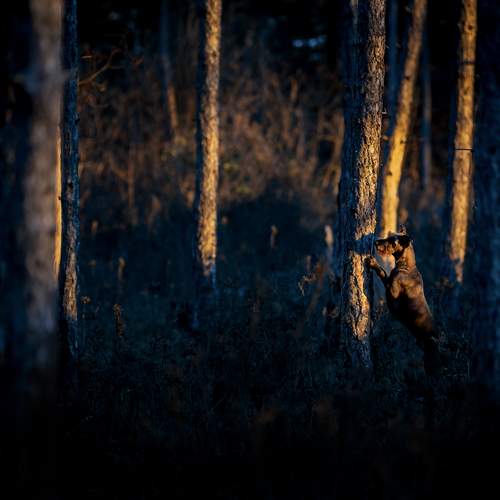 Photo #13159188