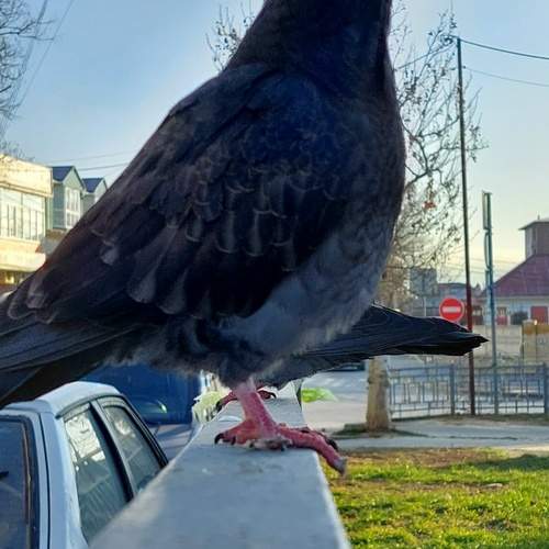 Photo #13159208