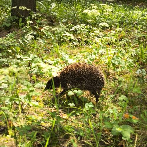 Photo #13159929