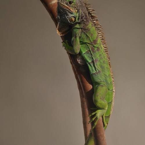 Unveiling the Secrets of America\\\'s Most Emblematic Reptile