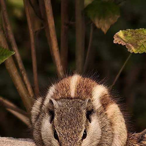 Photo #13160299