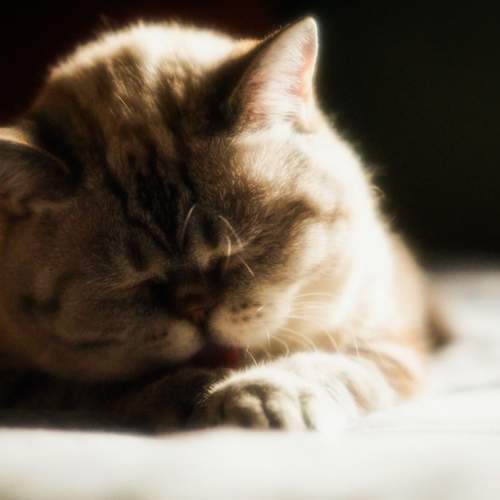 Утренняя заря