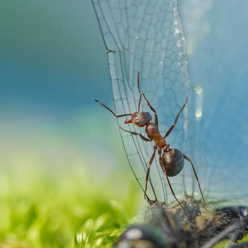 Фотография #13161225