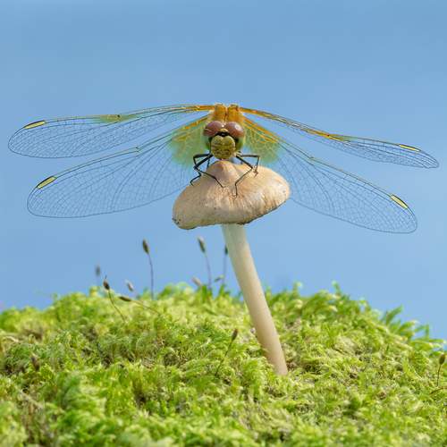 Фотография #13161231