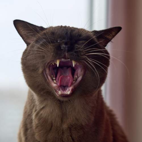 Photo #13161291