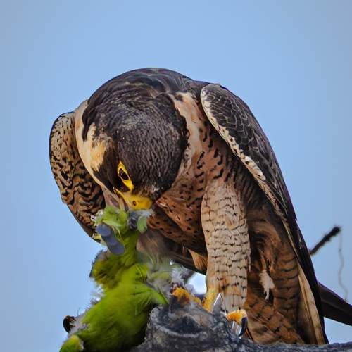 The Precision of Hunger