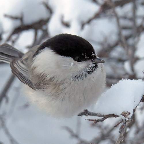 Photo #13161651